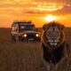 Beste Safari Länder Afrika: Top Ziele für Tierfans